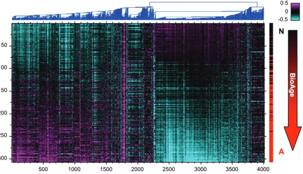 Figure 1. Gene expression in PFC1. The heat map shows hierarchical clustering of the 4000 most variable genes