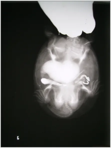 Figura   3:  Fotografia   de   radiografia   contrastada   do  animal 6. Contraste preenchendo as porções proximal e  distal do estômago e duodeno.