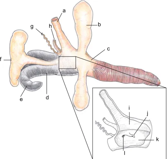 FIGURA 1: Desenho representativo da cloaca de Podocnemis expansa macho,  vista lateral