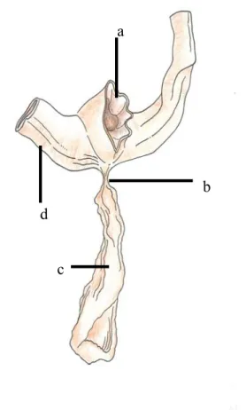 FIGURA 2: Desenho representativo da cloaca de Phrynops geoffroanus fêmea,  vista dorsal