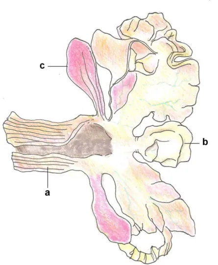 FIGURA 3: Desenho representativo da cloaca de Chelus fimbriatus fêmea,  vista dorsal. a: proctodeu; b: bexiga urinária; c: bolsa cloacal