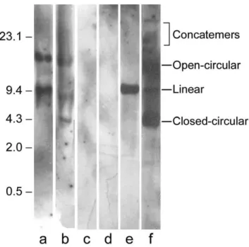 Figure 2 illustrates the results of the same samples obtained from different tissues. These experiments were done to determine the identity of the plasmid DNA and toAnalysis of the pcDNA3-Hsp65 genome integration