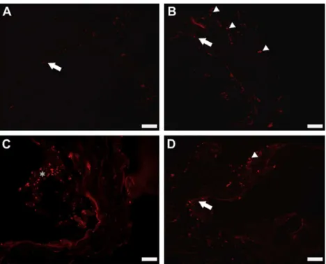 Fig 3. Immunoﬂuorescence analysis of the bioscaffold seeded with mesenchymal stem cells (MSCs) after 60 minutes of initial seeding