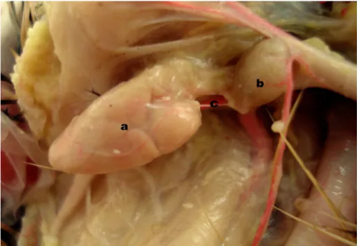 FIGURA 2: Vista ventrolateral direita da cavidade celomática de avestruz  (Struthio  camelus),  evidenciando  o  timo  (a),  a  glândula  tireóide  (b)  e  uma  artéria tímica (c) interligando-os