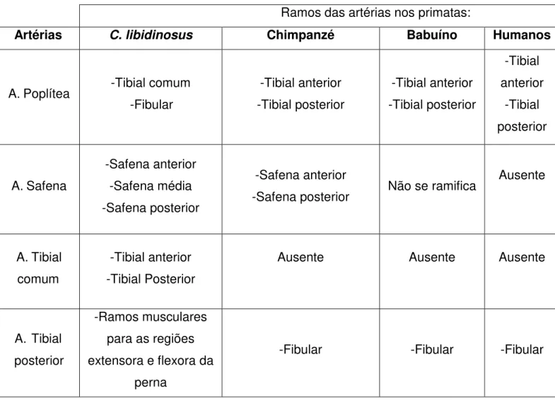 Tabela  1:  Ramificações  das  principais  artérias  em  C.  libidinosus,  chimpanzé,  babuíno e humanos