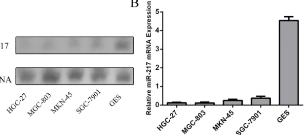 Fig 1. The expression of miR-217 is downregulated in GC cell lines. (A) The expression level of miR-217 in four human GC cell lines (SGC-7901, HGC- HGC-27, MGC-803, MKN-45) and GES-1 was quantified using Northern blot.(B) The expression of miR-217 was asse