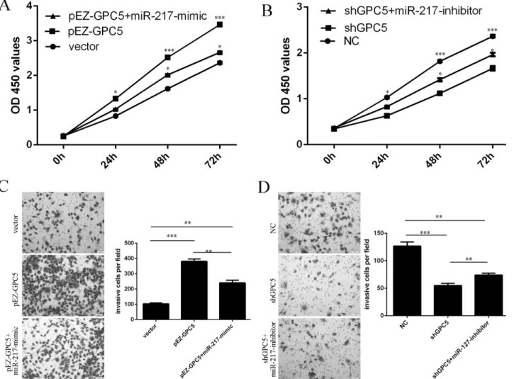 Fig 5. Restoration of miR-217 inhibits GPC5-mediated GC cell proliferation and invasion