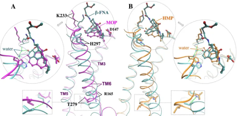 Fig 6. Superimposition of representative MD structures obtained by cluster analysis (see Materials and Methods) for (A) MOP-μOR and (B) HMP- HMP-μOR onto the X-ray structure of β-FNA-HMP-μOR [18]