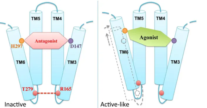 Fig 7. Schematic model of the agonist-induced μOR conformational change into an active-like state.