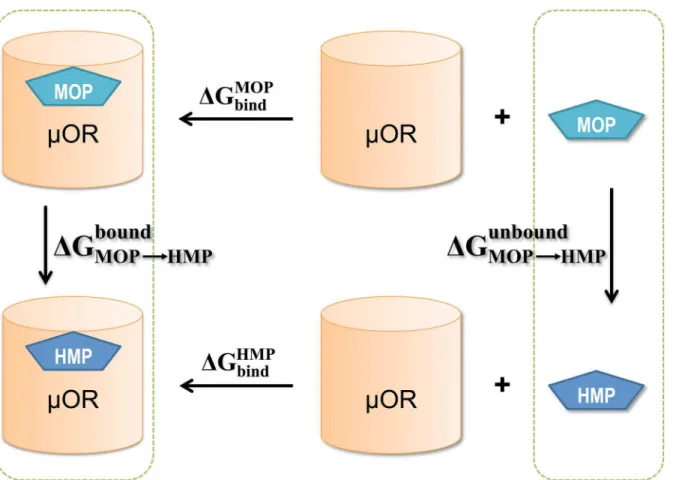 Fig 2. The thermodynamic cycle for computing the free energy difference between MOP and HMP upon binding to μOR: DDG bind ¼ DG MOP bind