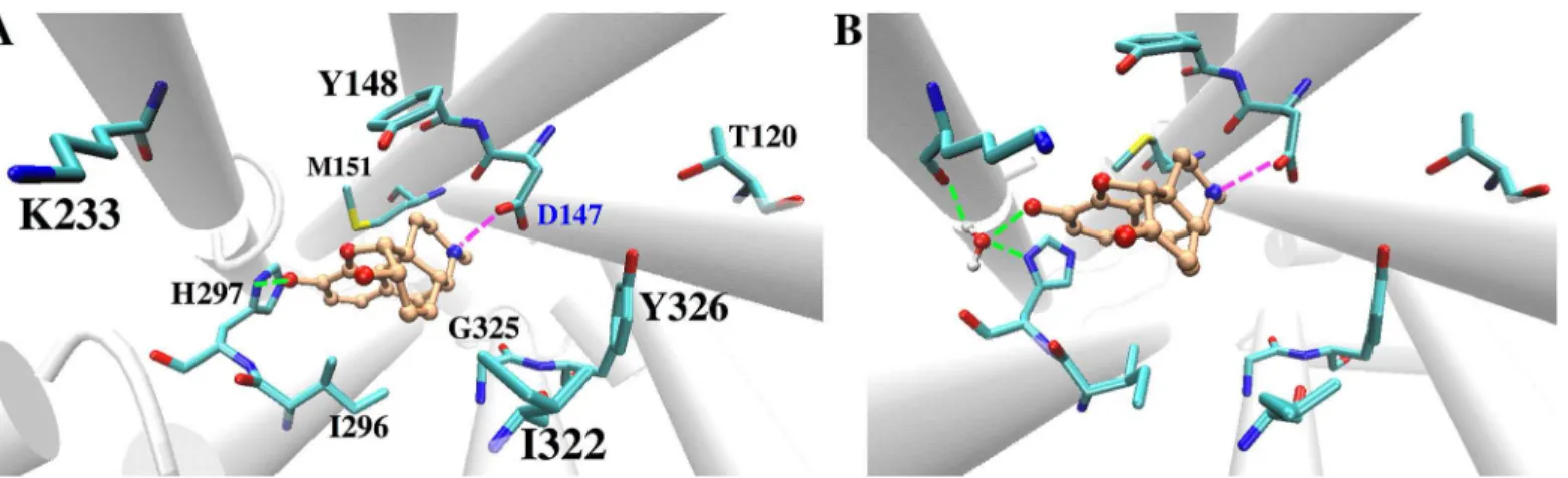 Fig 3. Representative structure of the MD simulations for (A) the MOP-μOR and (B) the HMP-μOR complexes obtained from clustering analysis.