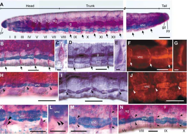 Figure 1. Distribution of neoblasts in E. japonensis and their absence in E. buchholzi 