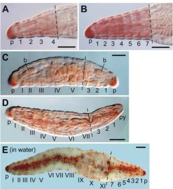 Figure 3. Representative E. japonensis regenerates. (A) Example of a head with four segments regenerated after amputation at the 4th–5th segment