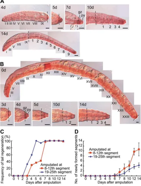 Figure 6. The rapidity of tail regeneration and the extent of the subsequent posterior growth in E