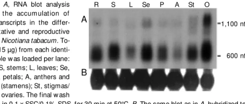 Figure 4. A, RNA blot analysis show ing the accum ulation of M TL-8 transcripts in leaves from Nicotiana tabacum plants  sub-mitted to different stress  condi-tions
