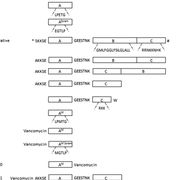 Fig 1. Schematic representation of the C-terminal region of FnBP precursor and synthetic substrates used in this study