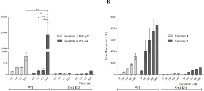Fig 3. Kinetics determination of substrate 5. 8325–4 WT and srtA KO strains were incubated in the presence of (A) either 1 mM of substrate 1 or 250 μM of substrate 5 until either exponential (4 hrs), post-logarithmic (7 hrs), late exponential (8.5 hrs) or 