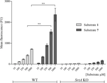 Fig 4. Incorporation of substrate 7. WT and srtA KO S. aureus bacteria were incubated in the presence of either substrate 1 or substrate 7 at 10 μM, 100 μM, 250 μM, 500 μM or 1 mM concentrations in LB medium during 24 hrs and analysed by FACS