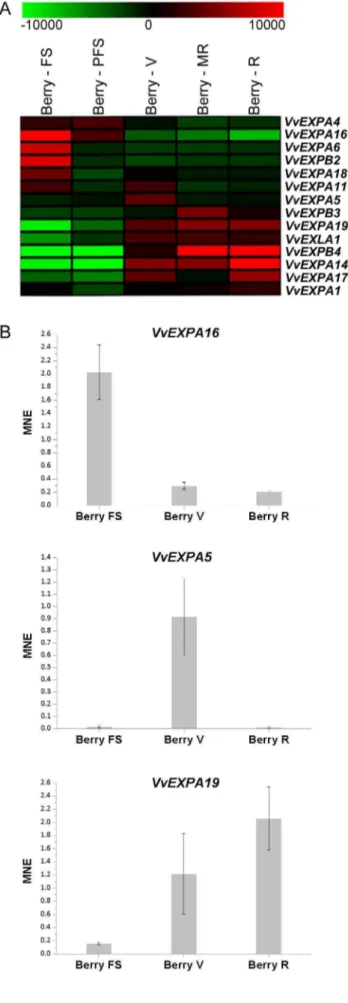 Figure 5. Grapevine expansin gene expression during berry pericarp growth and ripening