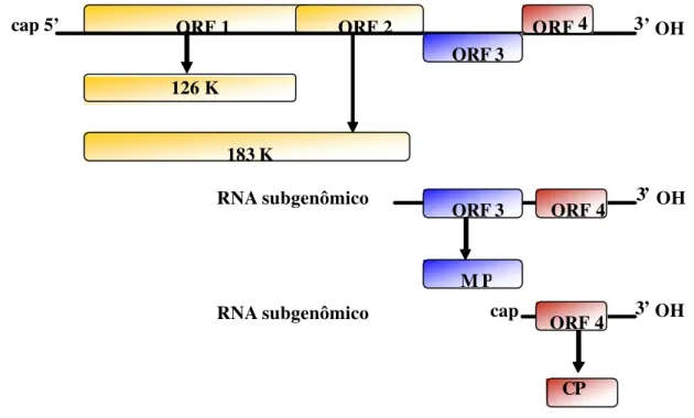 Figura 1: Organização do genoma de um tobamovírus. O RNA viral está indicado pelas suas  extremidades 5’ e 3’