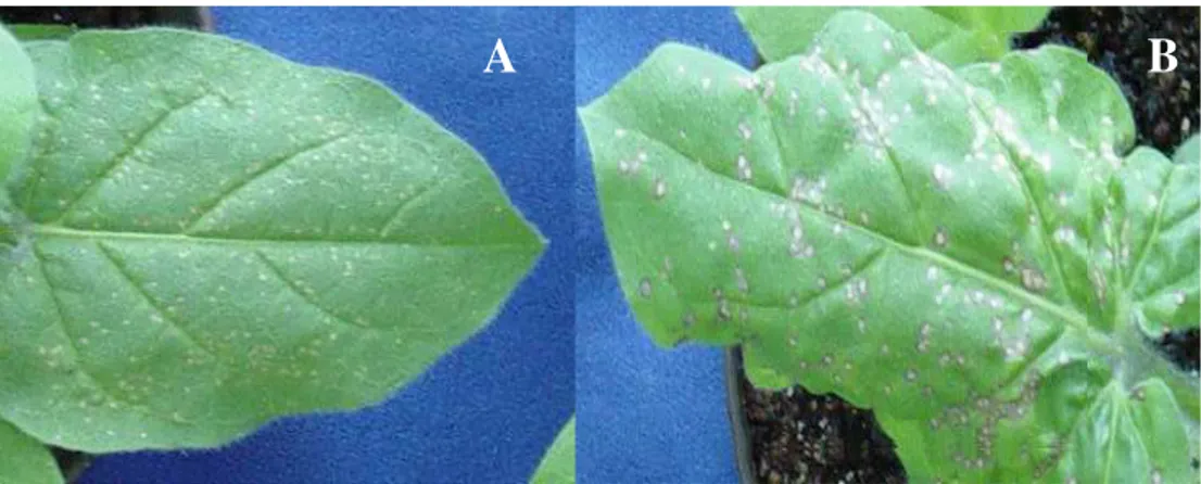 Figura 1. Sintomas de lesões locais em plantas de N. glutinosa inoculadas com: A: PMMoV  (lesões menores) e B: ToMV (lesões maiores)