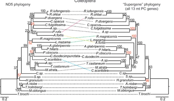 Figure 2. Example demonstrating discordance between the ND5 and the ‘‘supergene’’ phylogenies based on a specific lineage/