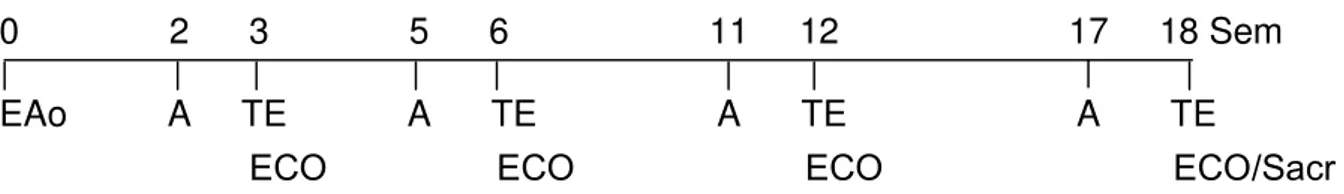 Figura 1 – Desenho esquemático do protocolo experimental. Sem: semanas; EAo: 