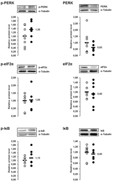 Fig 4. Effect of lactation on phosphorylation of PERK and PERK-mediated phosphorylation of eIF2α and IκB in the liver of sows