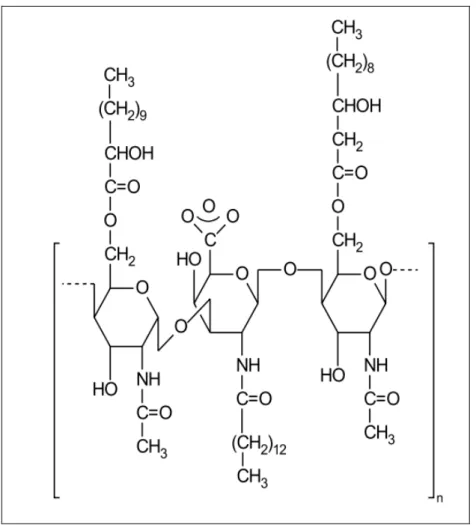 Fig. 3.9 - Estrutura do surfactante polimérico Emulsan produzido por Acinetobacter  calcoaceticus (NITSCHKE e PASTORE, 2002) 