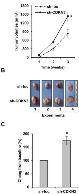 Figure 3. CDKN3 deficiency promotes K562 xenografted tumor growth in nude mice. (A) Nude mice were subcutaneously injected with K562 cells stably expressing sh-CDKN3 or sh-luc (control)