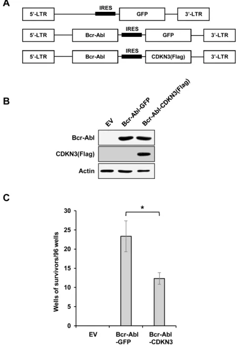Figure 4. Overexpression of CDKN3 significantly reduces the efficiency of Bcr-Abl-mediated FDCP1 cell transformation
