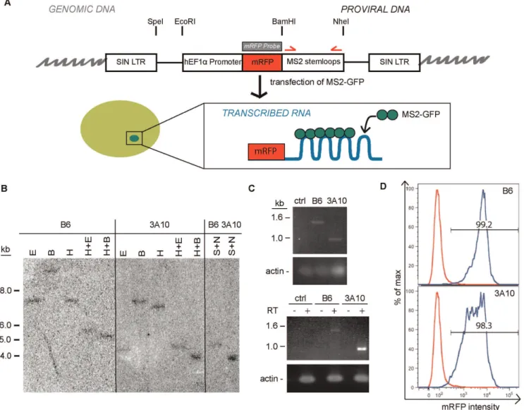 Figure 1. Development of the MS2 system to detect transcription sites of a retroviral transgene