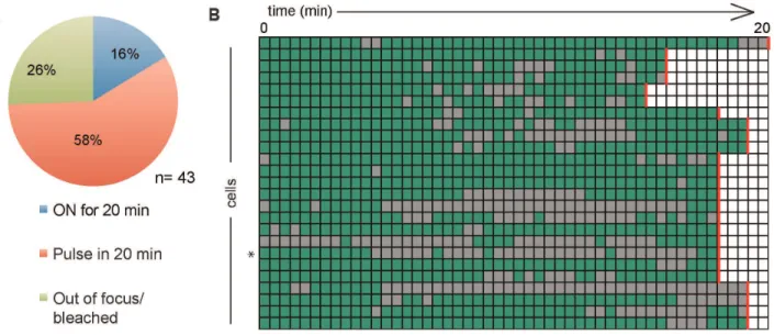 Figure 6. Dynamics of transcriptional pulsing in Clone B6. A. Transcriptional activity of cells possessing an EGFP foci at the start of live imaging