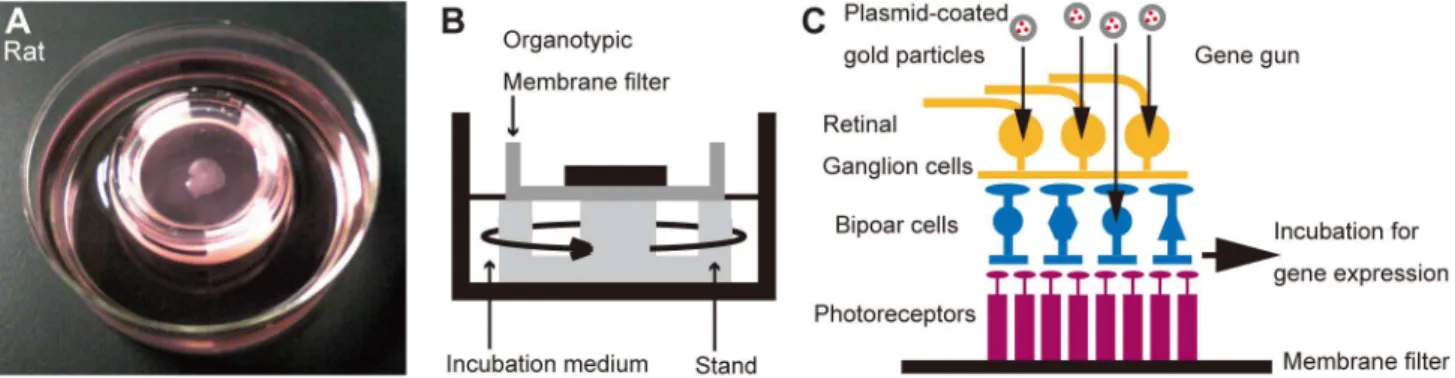 Figure 1. Organotypic tissue culture of adult rodent retina and particle-mediated acute gene transfer