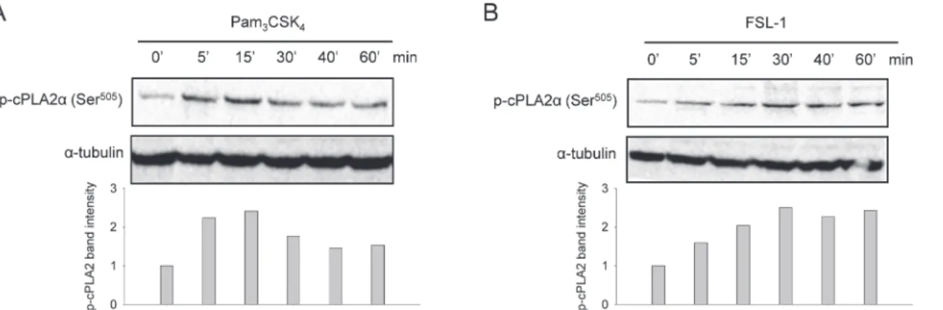 Fig 3. TLR2 ligands induce cPLA2α phosphorylation at Ser 505 . Synoviocytes were treated with Pam 3 CSK 4 (200 ng/mL) (A) or FSL-1 (100 ng/mL) (B) for indicated periods of time