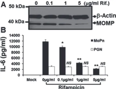 Fig 8. Rifampicin does not affect host-cell mechanisms. Bm1.11 cells were either mock-treated, treated with 10 μg/ml of the purified E