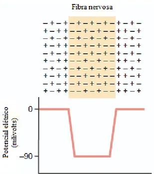 Figura 12 - Concentração de cargas iônicas na Fibra Nervosa. 