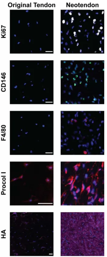 Fig 8. Identification of different cell types and matrix features in overloaded tendons