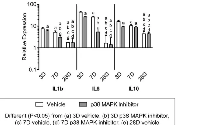 Fig 10. Expression of interleukin genes. Target gene expression was normalized to the stable housekeeping gene beta 2 microglobulin (B2M), and further normalized to plantaris tendons that were not subjected to synergist ablation
