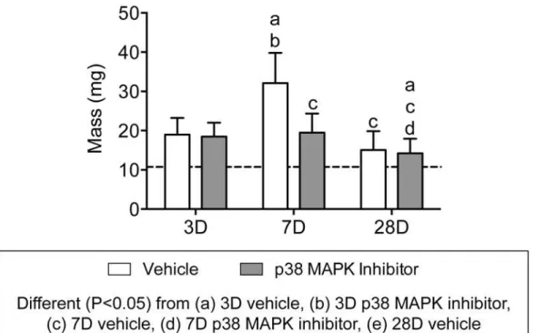 Fig 2. Plantaris tendon mass values. Values are mean±SD, N = 8 for each group. Differences between groups were tested using a two-way ANOVA (α = 0.05)