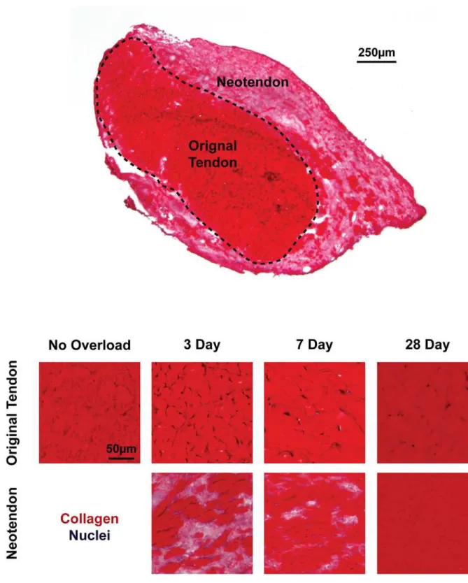 Fig 4. Collagen localization in overloaded tendons. Representative cross-sections of tendon stained with picrosirius red and hematoxylin are provided.