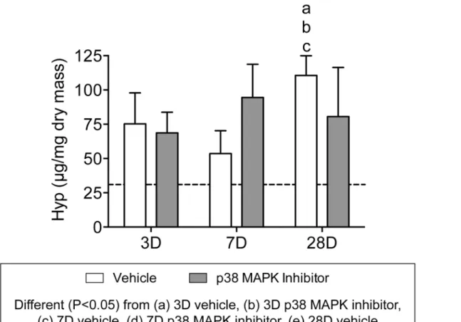 Fig 5. Hydroxyproline content of overloaded tendons. Values are mean±SD. N, 4 to 8 tendons for each group