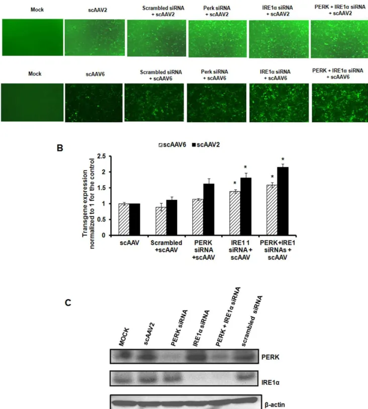 Figure 5. Comparative analysis of AAV mediated transduction efficiency in HeLa cells after siRNA mediated knock down of PERK or IRE1a pathways