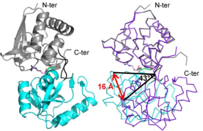 Figure 1. Ribbon representation of NocT in complex with nopaline and comparison with the unliganded form
