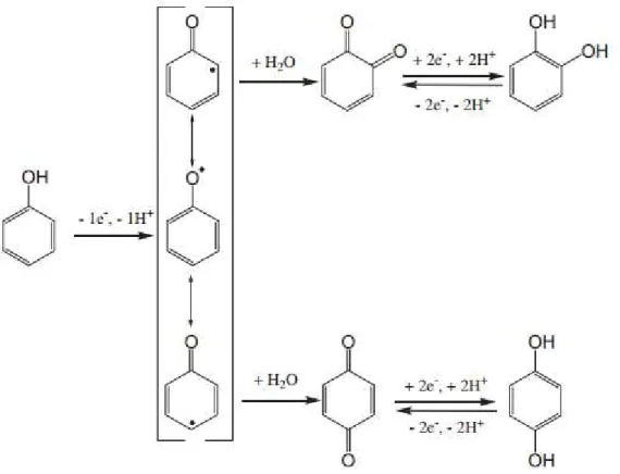 Figura 9: Mecanismo de oxidação do fenol, obtendo os produtos -orto (CT) ou -para (HQ), e  seus mecanismos reversíveis de oxi-redução [73]