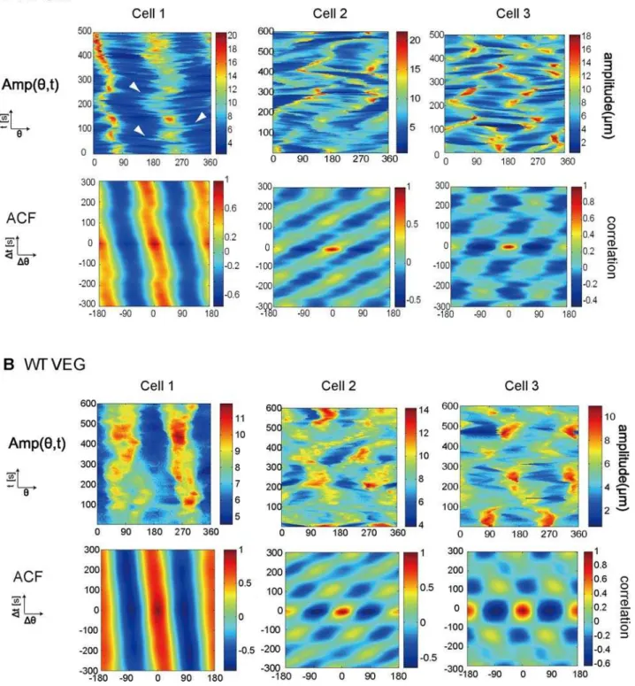 Figure 2. Commonly observed ordered patterns of cell shape in wild-type cells. (A) Amp(h,t) (Upper) and the corresponding autocorrelation function (Lower) are shown for the STA cells