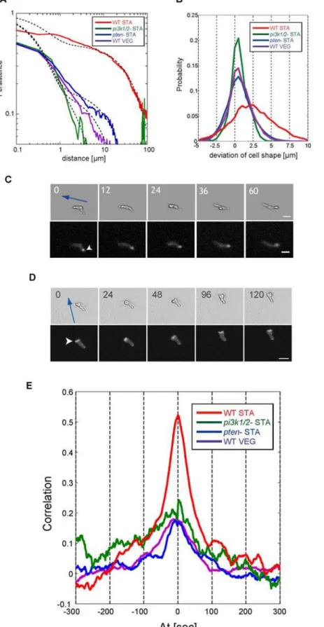 Figure 6. Coordination of cell movement with ordered patterns. (A) Persistence of directional motion as a function of distance in WT cells and mutants