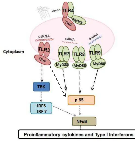 Figure  1.  Toll-like  receptors  3,4,7,8  and  9  pathways  summarized:  MyD88  independent  pathway  (TRIF  pathway):  when  a  TLR3  analog  (dsRNA)  activated  this  pathway,  the  adaptor  protein  TRIF  is  recruited  to  phosphorylate  TBK  and  p65