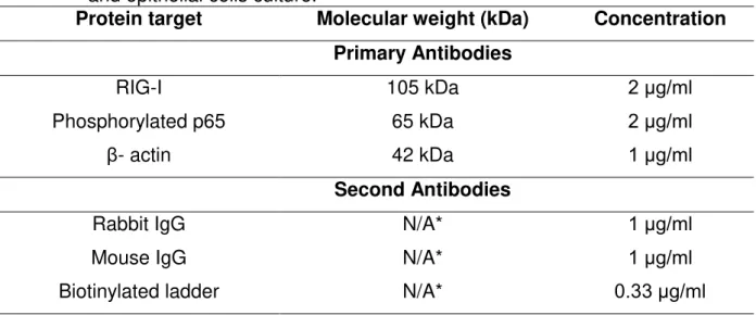 Table  1.  RIG- I,  phosphorylated  p65  and  -actin  molecular  weight,  worked   concentrations and second antibodies treated in bovine endometrial stromal  and epithelial cells culture