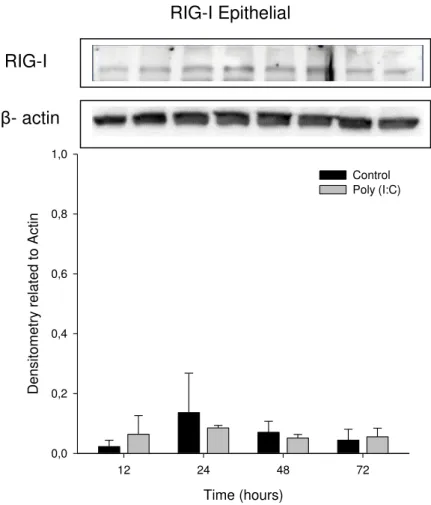 Figure  2. Stimulation  of  cultured  bovine  endometrial  epithelial  cells  with  Poly  (I:C)  induced by RIG-I at 12, 24, 48 and 72 hours of treatment and by a Control  group  (no  Poly  (I:C))